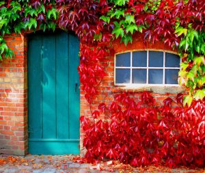 fall, leaves, multicoloured-962755.jpg